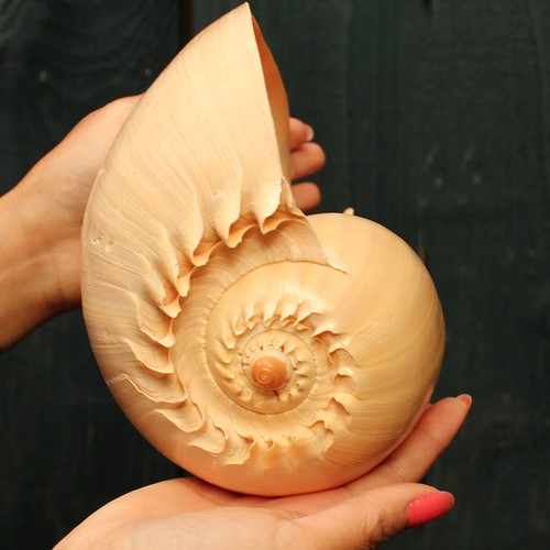 Extra large melon - large, shell
