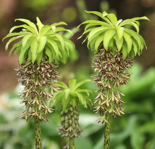 Eucomis bicolor 3ltr - eucomis, size