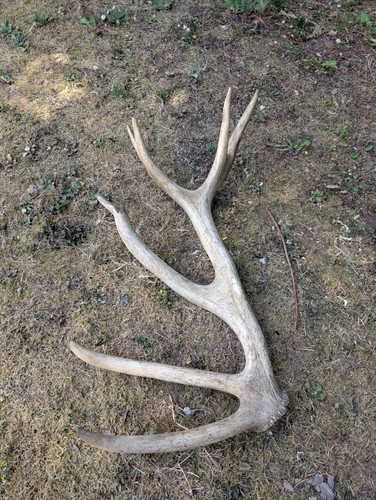 British red deer - shed, antler