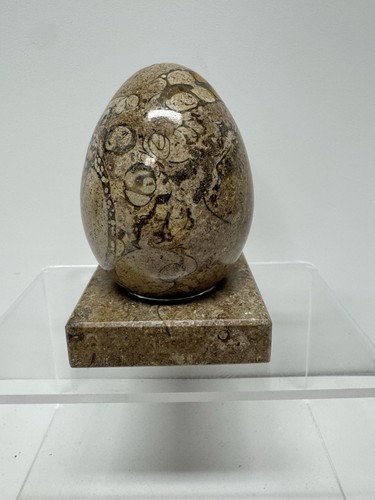Polished stone fossil egg with - fossil,