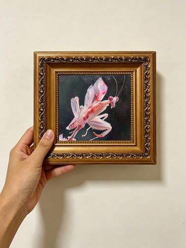 Pink white orchid - white,