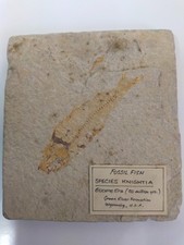 FOSSIL FISH - KNIGHTIA EOCENE