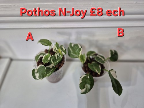 Joy pothos semi hydro pot - pothos,