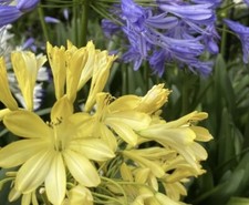 Yellow Agapanthus 2 Years Old