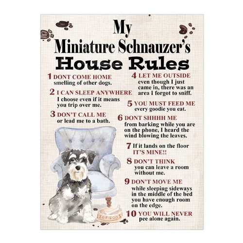 Miniature schnauzer s - miniature, schnauzer's