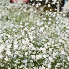 Gypsophila paniculata