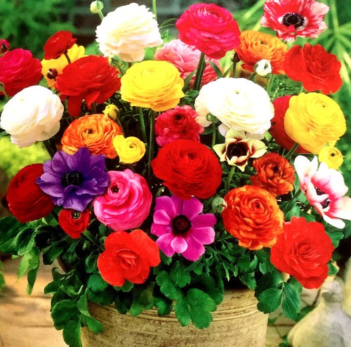 Flower bulbs perennial - 20,