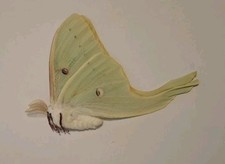 Actias luna moth  ssp MALE, A1