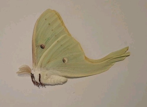 Actias luna moth ssp male - , male,