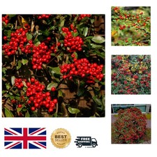 Low Maintenance Evergreen