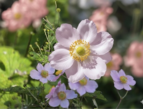Pink japanese anemone - pink,