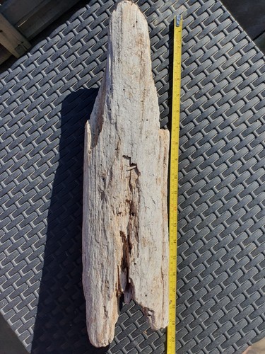 Large 20cm tree trunk - , section