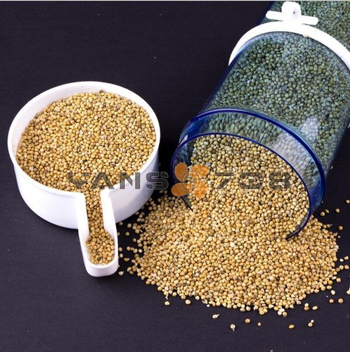 Bird feeder food water - bird,