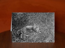 Cat by Leslie Adkin - A5 Art
