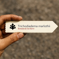 Trichodiadema marlothii 100