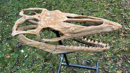 Natural fossilised skulls - fossilised, of