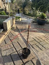 TAMARIX PINK FLOWERING TREE