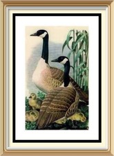 70+yr Old 1947 Vintage Lithograph TUNNICLIFFE Wall Art Bird Print CANADIAN GEESE