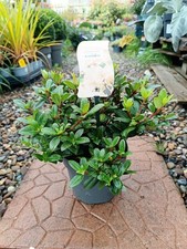 Yellow Rhododendron | 2 Litre