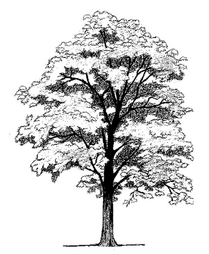 Unmounted rubber stamps - stamps, tree