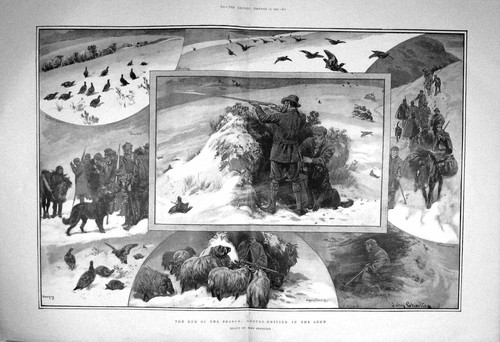 Old antique print - old, grouse