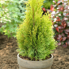 Thuja occidentalis smaragd - occidentalis, 'smaragd'