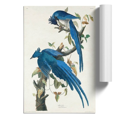 Columbia jay flowers bird john - columbia,