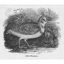 BIRDS Woodcock #1 - Antique