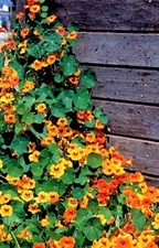Trailing Nasturtium Single
