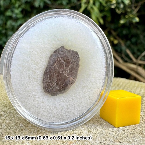 Gault clay crab fossil - clay,