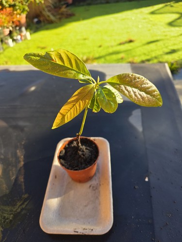 Avocado plant seedling healthy - seedling,