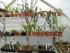 Aluminium greenhouse - 6",