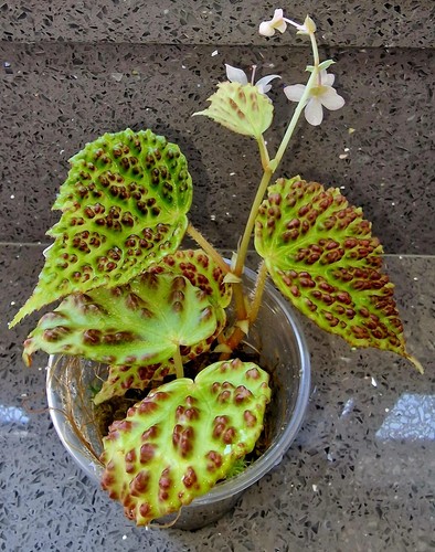 Begonia dracopelta currently - begonia,