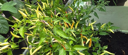 Basket fire chilli plants - chilli,