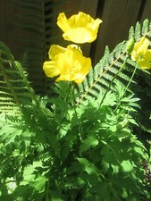 YELLOW WELSH POPPY - 200 SEEDS
