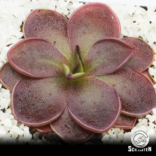 Pre sale pinguicula - pinguicula, sch