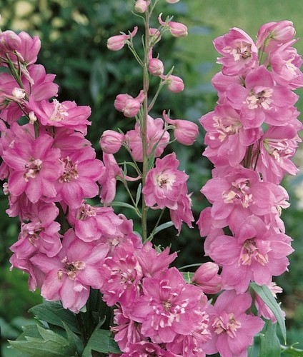 Delphinium pacific giant - delphinium,