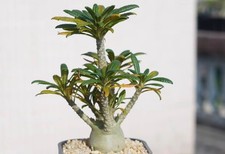 Dorstenia gigas Schweinf. ex