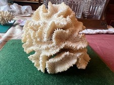natural large brain  coral