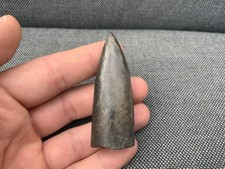 Fossil Belemnite (Jurassic