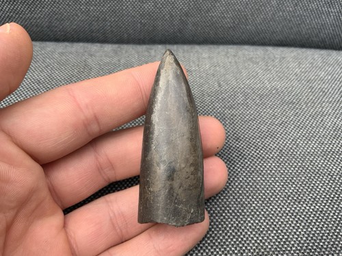 Fossil belemnite jurassic - belemnite, (jurassic