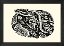 Python Snake Illustration