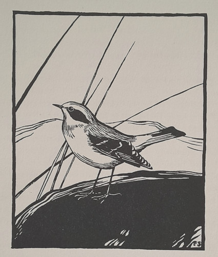 Wheatear peter scott bird - wheatear,