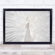 Splendid Animals Birds Peacock