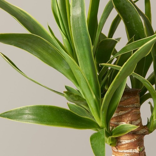 Yucca elephantipes spineless - yucca,