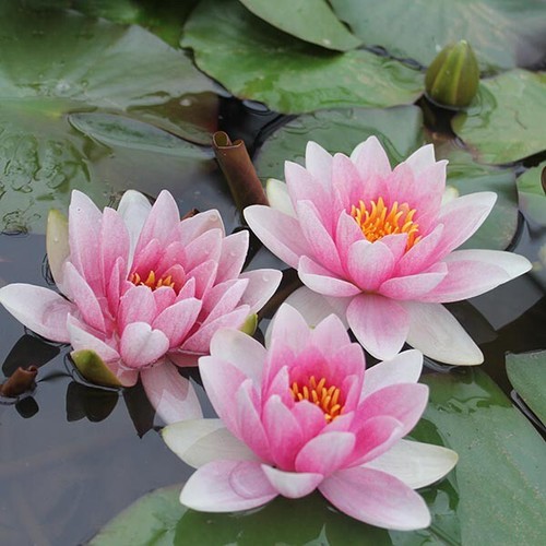Mrs richmond water lily - richmond,