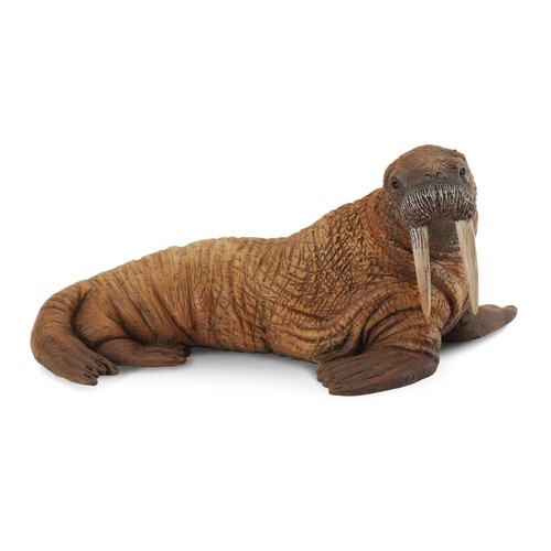 Collecta walrus - collecta,