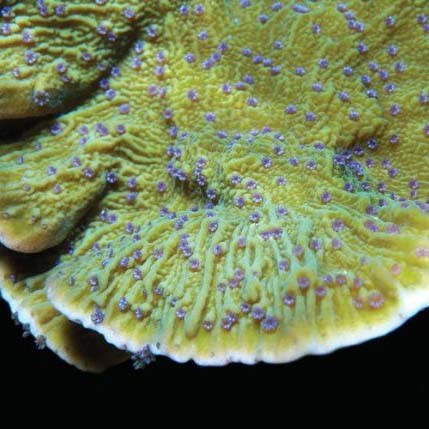 Aquacultured blue polyp - aquacultured,