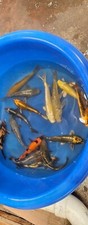 Imported Marausei Live Koi