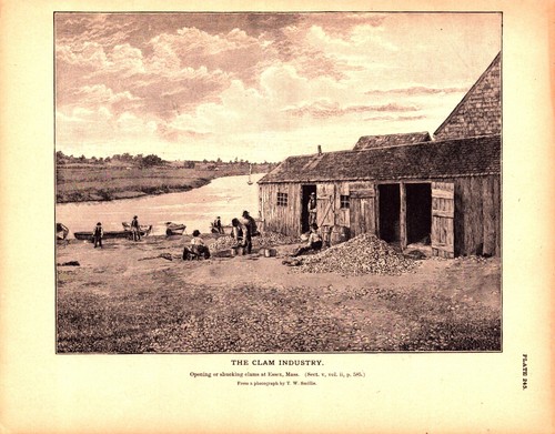 Essex massachusetts clam - essex,,